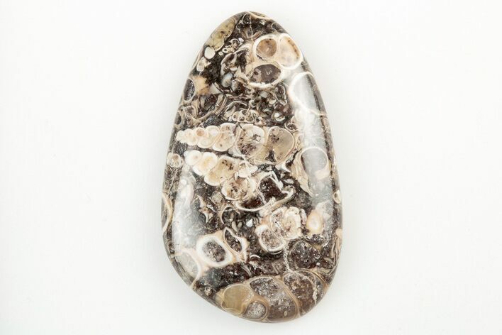 Polished Fossil Turritella Agate Cabochon - Wyoming #195191